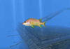 Scuba